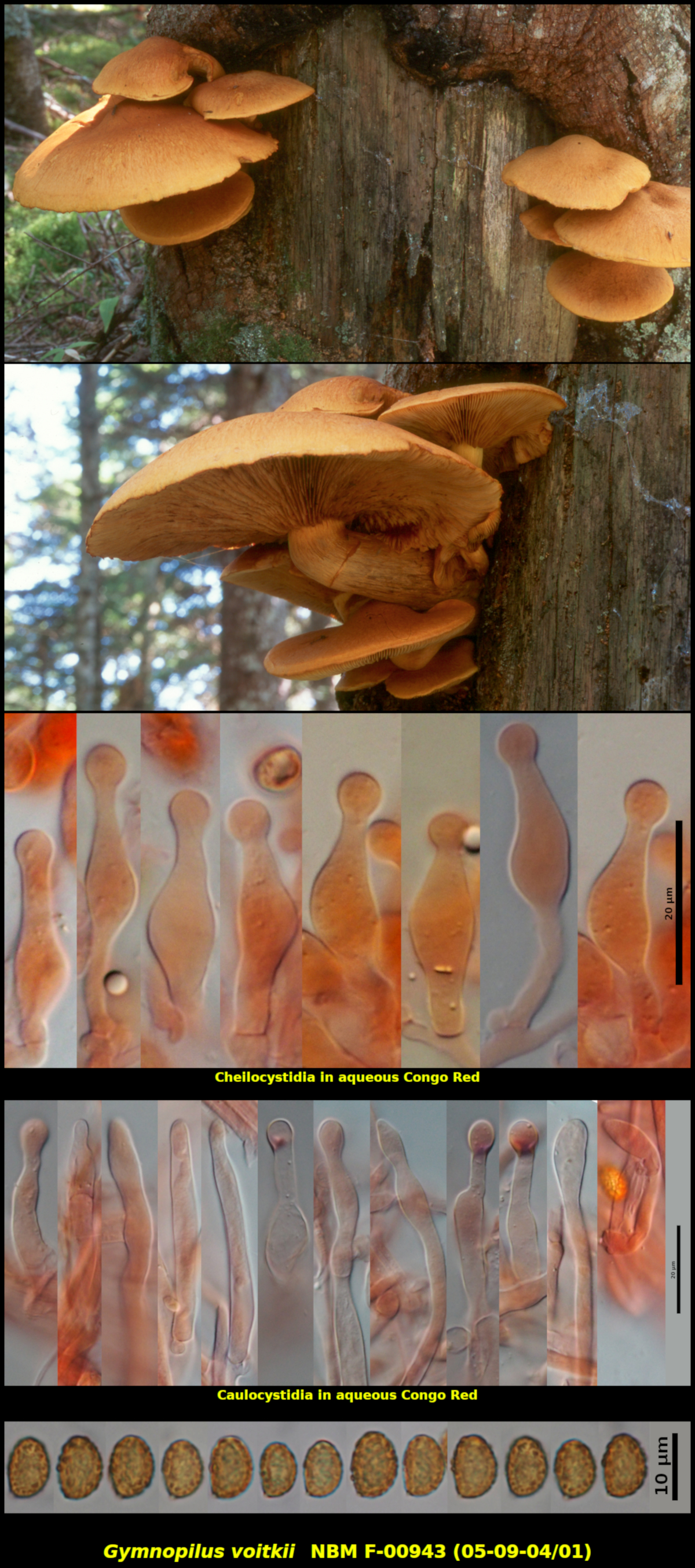 Picture of Gymnopilus voitkii 05-09-04/01